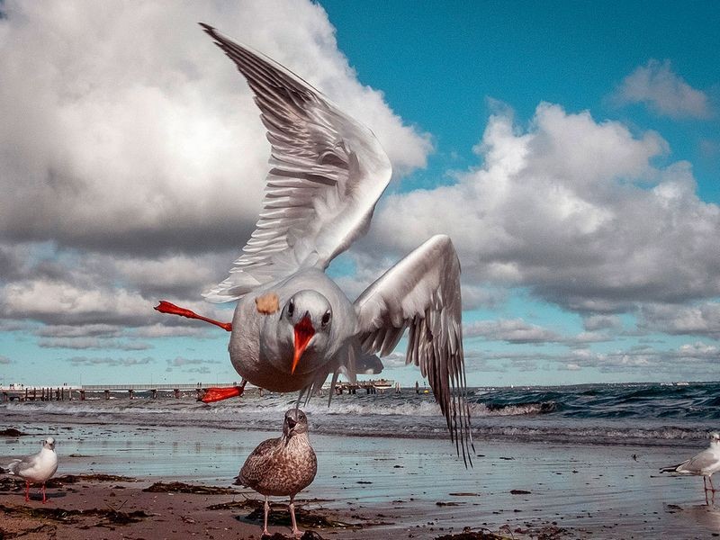 A seagull flies to catch a piece of bread thrown by a tourist on the coast of the Baltic Sea in Timmendorfer Strand, northern Germany.Image Credit: AP